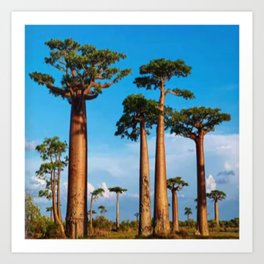 Madagascar Baobab Trees Photography Art Print