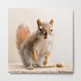 Red Squirrel Metal Print | Staredown, Fur, Concrete, Daytime, Whiskers, Daylight, Digital, Peanut, Nature, Squirrel 