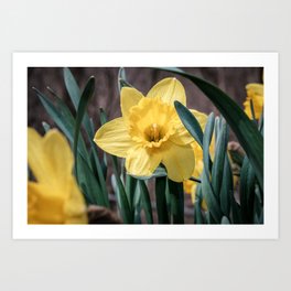 Yellow Trumpet Daffodils Photograph Art Print