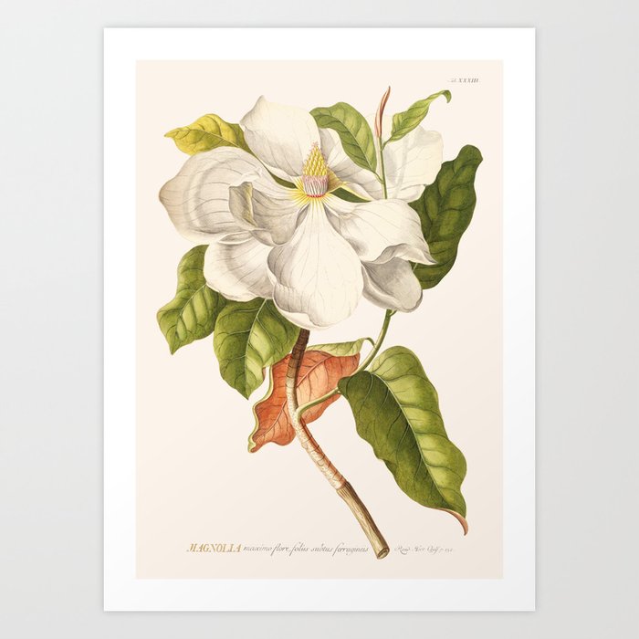 Magnolia Art Print