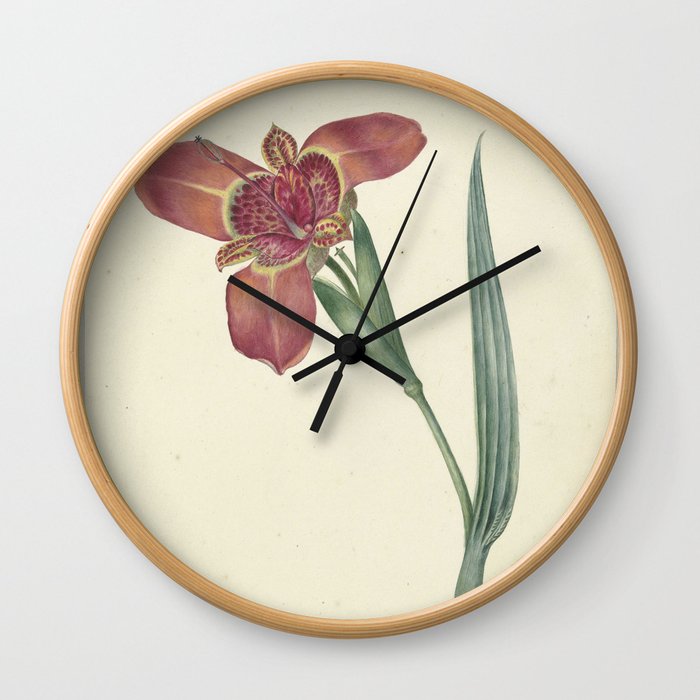 Flower named Ferraria Tigrina, CJ Kruimel, 1817 Wall Clock
