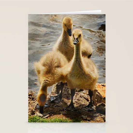 Birds Stationery Cards