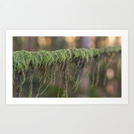 Moss on a branch Art Print