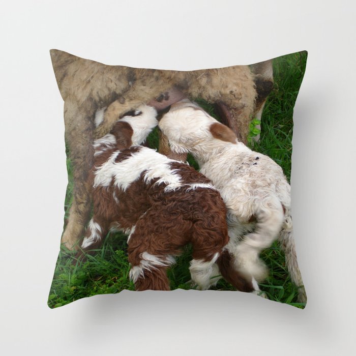 Twin Lambs Suckling From Their Mother Throw Pillow