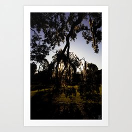New Orleans Tree of Life Art Print | Hdr, Neworleans, Digital, Moss, Photo, Sunrise, Color, Tree, Hangingmoss, Nola 