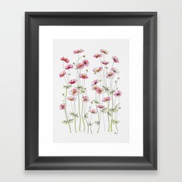 Pink Cosmos Flowers Framed Art Print
