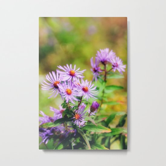 Purple Aster Metal Print