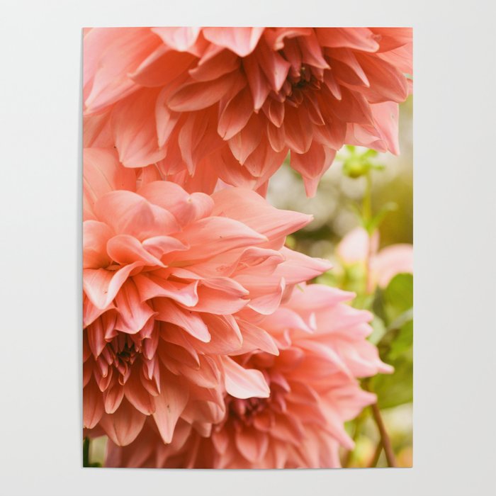 Collaboration - Modern Botanical Dahlia Flower Photograph -pink terracotta floral Poster