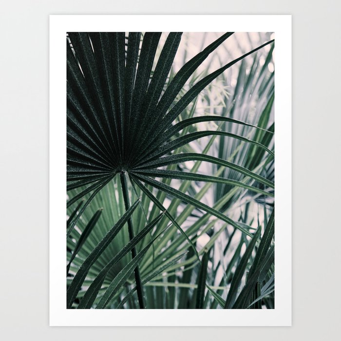 Fan Palms Galore - Tropical Nature Photography Art Print