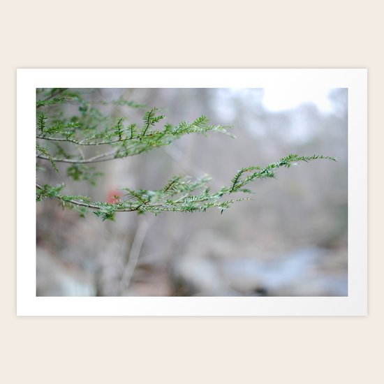 Evergreen Art Print