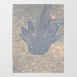 Watercolor Salamander, Tiger Salamander Juvenile 116, Lily Lake RMNP, Colorado Poster