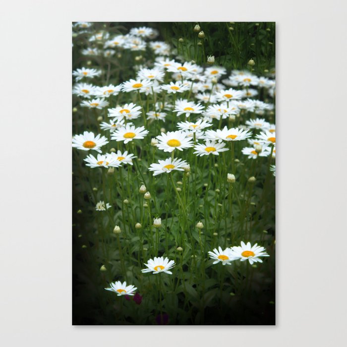 White Daisy Field Canvas Print