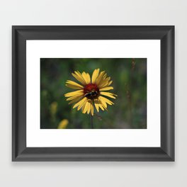 Honey Bee Framed Art Print