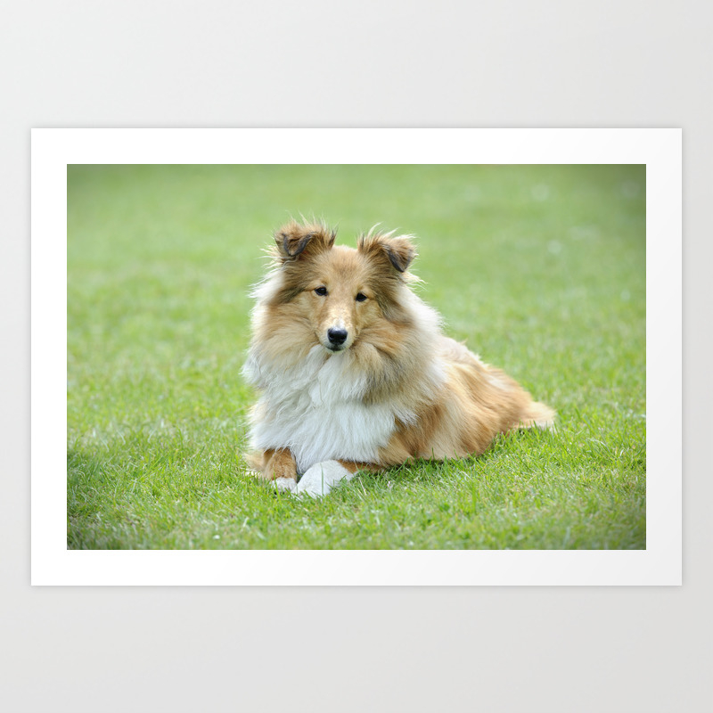 Sable Shetland Sheepdog Art Print By Petsart Society6