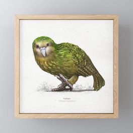 Kakapo parrot scientific illustration art print Framed Mini Art Print