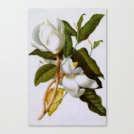 Vintage Botanical White Magnolia Flower Art Canvas Print
