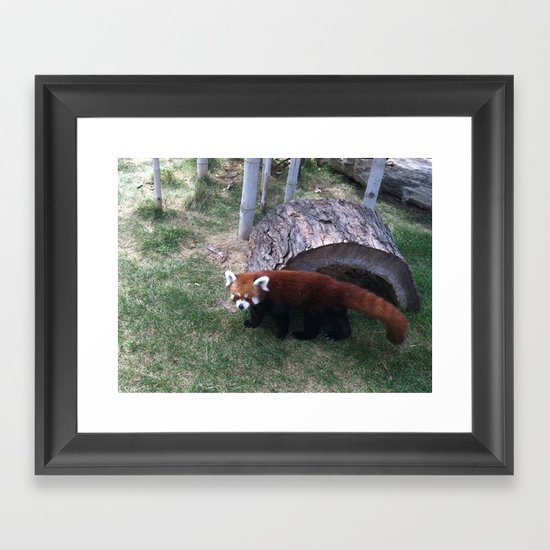 Red Panda Framed Art Print