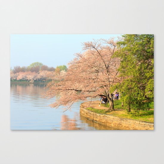 Cherry Blossoms - Photos Canvas Print