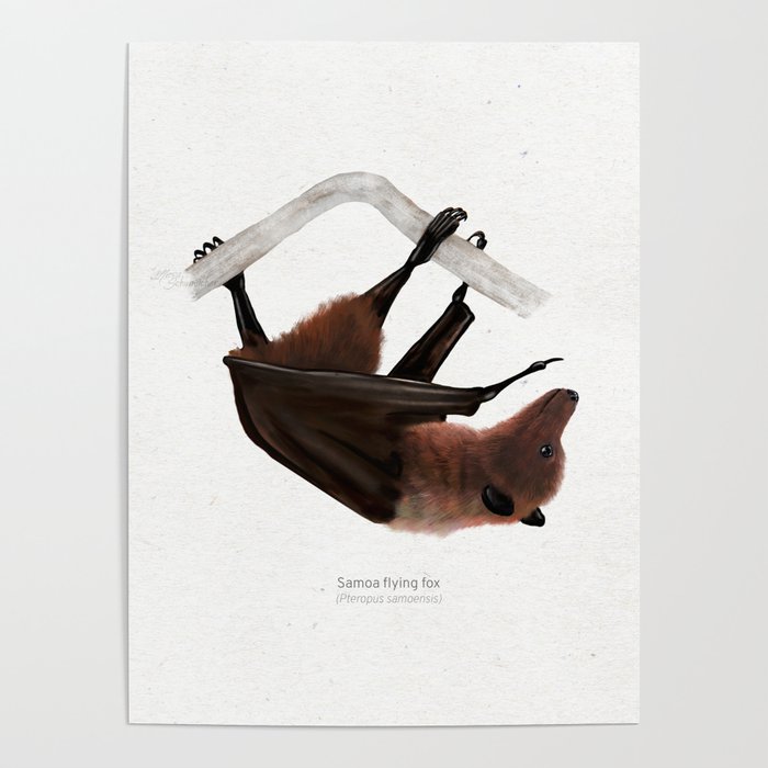 Samoa flying fox scientific illustration art print Poster