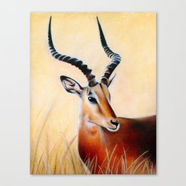 Impala Gazelle Drawing Canvas Print