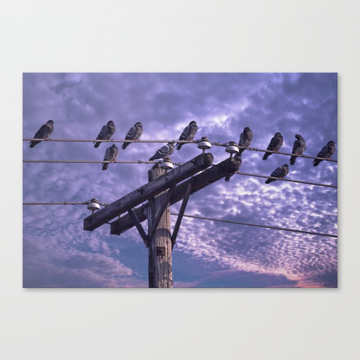 Pigeons on the Wires Canvas Print