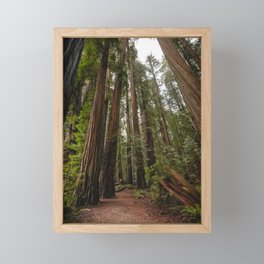 Redwood Forest Adventure VII - Nature Photography Framed Mini Art Print