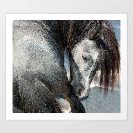 The horse Art Print