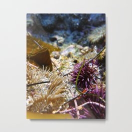 Sea Anemone  Metal Print | Nature, Photo 