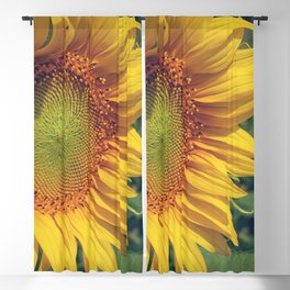 Beautiful sunflower blooming flower in the morning summer day Blackout Curtain