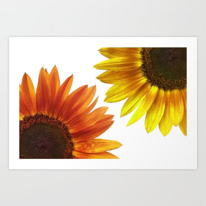 Two big sunflower blossoms - white Art Print