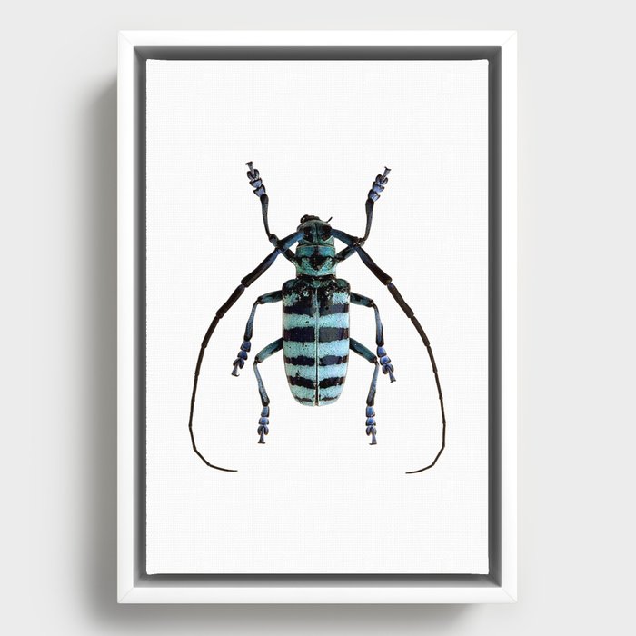 Anoplophora Graafi Beetle Framed Canvas