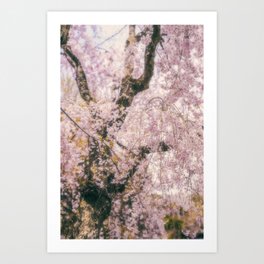 Cherry Blossoms in Kyoto Art Print