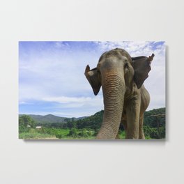 Elephant in Northern Thailand Metal Print | Animal, Nature, Elephantsanctuary, Photo, Chiangmai, Southeastasia, Thailand, Asia, Elephant 