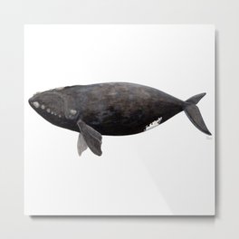 Northern right whale (Eubalaena glacialis) Metal Print | Nature, Right, Animal, Argentina, Blackwhale, Whale, Eubalaena, Marineanimal, Rightwhale, Illustration 