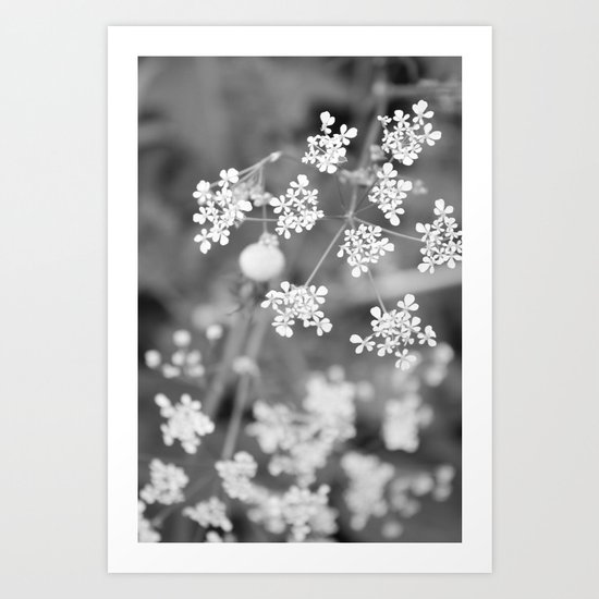 Queen Anne's Lace Wildflowers Art Print