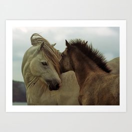 Welsh ponies Art Print