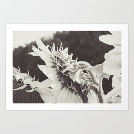 Sunflower Black and White Art Print