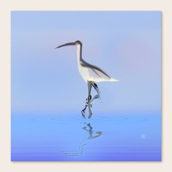 Avocet Canvas Print