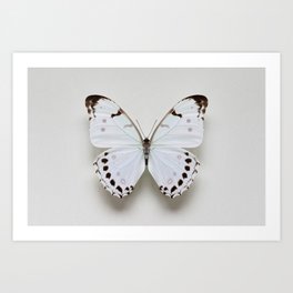 White Morpho Butterfly Art Print