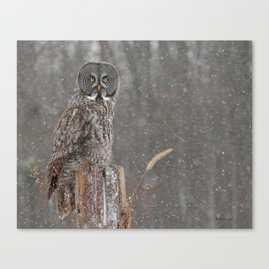 Flurries in the forecast Canvas Print