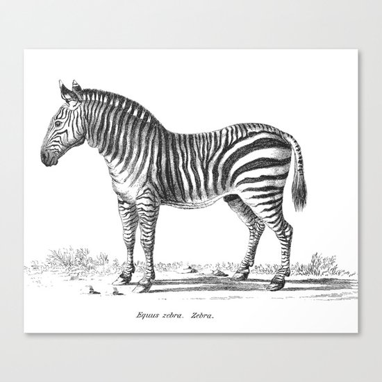 Zebra black and white retro drawing Canvas Print