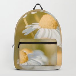 Oxeye Daisies In Soft Sunlight Photo | Nature Photography | White Daisy Backpack