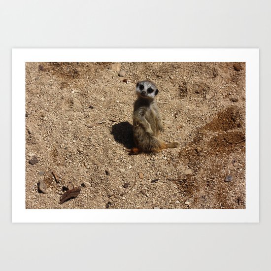 Meerkat Art Print