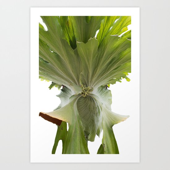 Staghorn Fern (Platycerium) Art Print