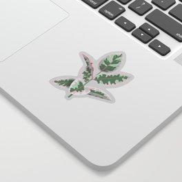 Rubber Plant Ficus Elastica - White Background Sticker