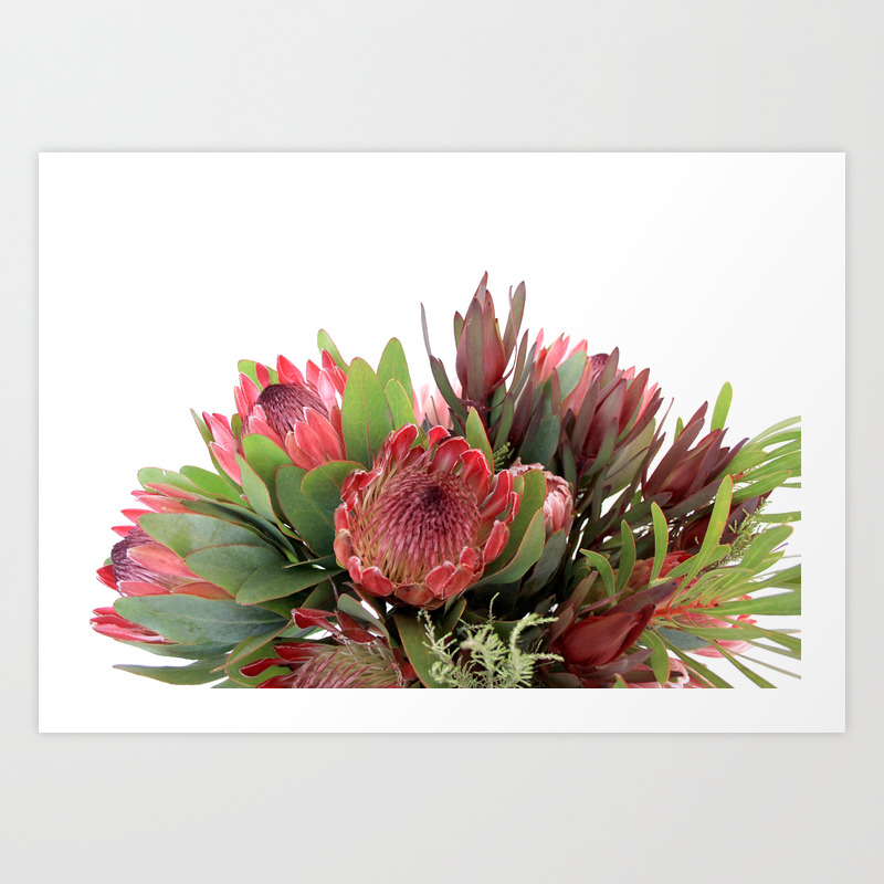 A Bunch Of Proteas Art Print By Eskaa Society6
