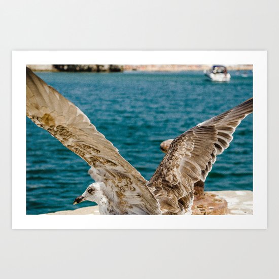 Goéland Art Print