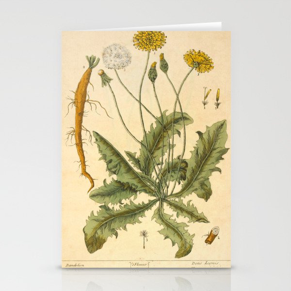 Dandelion by Elizabeth Blackwell from "A Curious Herbal," 1737 (benefiting The Nature Conservancy) Stationery Cards