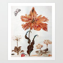 A Parrot Tulip Auriculas & Red Currants with a Magpie Moth Caterpillar Pupa by Maria Sibylla Merian Art Print