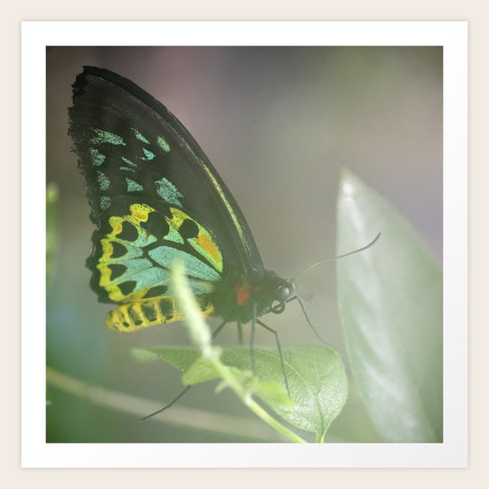 Aglow Art Print